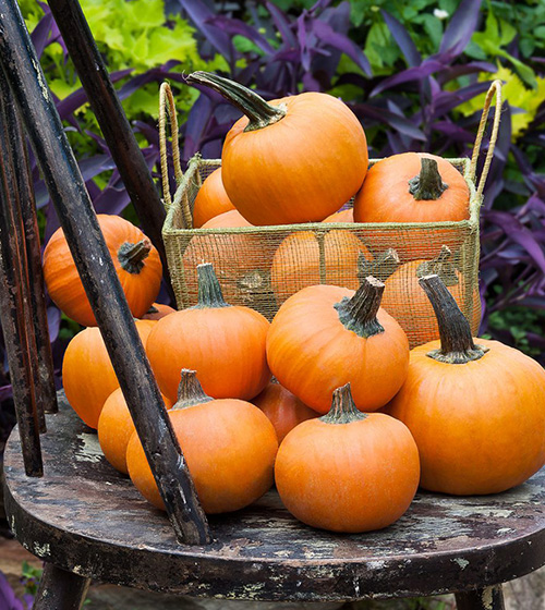 wee-be-little-pumpkins-edible-gammondale-farm